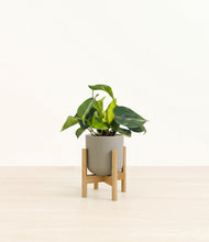 Load image into Gallery viewer, Sage Green stand:bamboo
