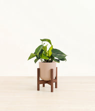Load image into Gallery viewer, Sandy Pink stand:walnut
