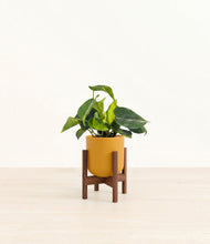 Load image into Gallery viewer, Sunset Orange stand:walnut
