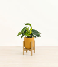 Load image into Gallery viewer, Sunset Orange stand:bamboo

