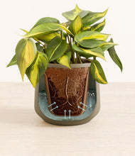 Load image into Gallery viewer, Olive stand:all
