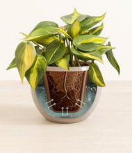 Load image into Gallery viewer, Desert Brown stand:all
