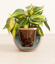 Load image into Gallery viewer, Calm Rose stand:all
