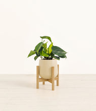 Load image into Gallery viewer, Almond Green stand:bamboo
