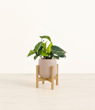 Load image into Gallery viewer, Eternal Gray stand:bamboo
