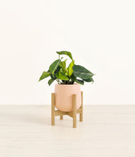 Load image into Gallery viewer, Gentle Pink stand:bamboo
