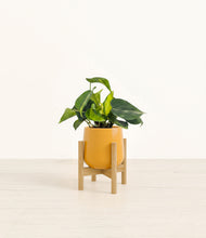 Load image into Gallery viewer, Mustard stand:bamboo
