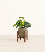 Load image into Gallery viewer, Olive stand:walnut
