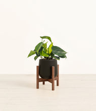 Load image into Gallery viewer, Black stand:walnut
