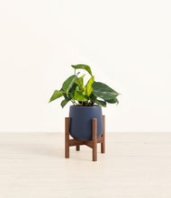 Load image into Gallery viewer, Deep Navy stand:walnut
