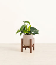 Load image into Gallery viewer, Eternal Gray stand:walnut
