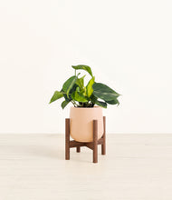 Load image into Gallery viewer, Gentle Pink stand:walnut

