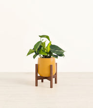Load image into Gallery viewer, Mustard stand:walnut
