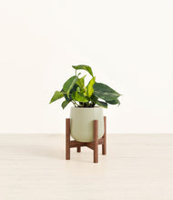 Load image into Gallery viewer, Turquoise stand:walnut
