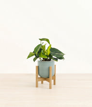 Load image into Gallery viewer, Reactive Aqua stand:bamboo
