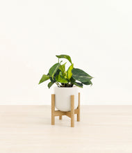 Load image into Gallery viewer, Cotton White stand:bamboo
