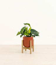 Load image into Gallery viewer, Glossy Red stand:bamboo
