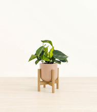 Load image into Gallery viewer, Glossy Pink stand:bamboo
