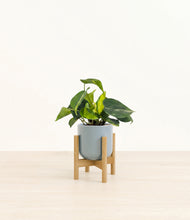 Load image into Gallery viewer, Misty Blue stand:bamboo
