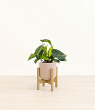 Load image into Gallery viewer, Sandy Pink stand:bamboo
