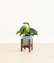Load image into Gallery viewer, Reactive Aqua stand:walnut
