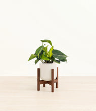 Load image into Gallery viewer, Cotton White stand:walnut
