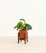 Load image into Gallery viewer, Glossy Red stand:walnut

