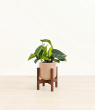 Load image into Gallery viewer, Glossy Pink stand:walnut
