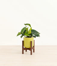 Load image into Gallery viewer, Key Lime Yellow stand:walnut
