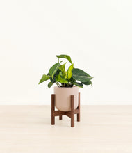 Load image into Gallery viewer, Sandy Pink stand:walnut
