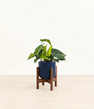 Load image into Gallery viewer, Twilight Blue stand:walnut
