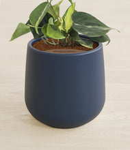Load image into Gallery viewer, Deep Navy stand:all
