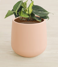 Load image into Gallery viewer, Gentle Pink stand:all
