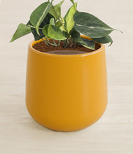 Load image into Gallery viewer, Mustard stand:all
