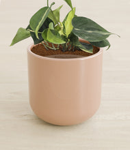 Load image into Gallery viewer, Glossy Pink stand:all
