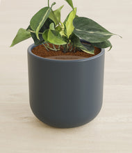 Load image into Gallery viewer, Iron Gray stand:all
