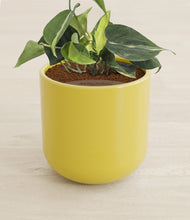 Load image into Gallery viewer, Key Lime Yellow stand:all
