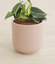 Load image into Gallery viewer, Sandy Pink stand:all
