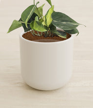 Load image into Gallery viewer, Cotton White stand:all
