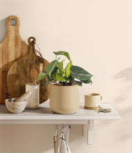 Load image into Gallery viewer, Almond Green
