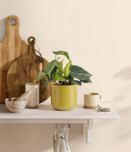 Load image into Gallery viewer, Key Lime Yellow
