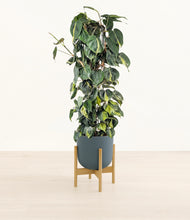 Load image into Gallery viewer, Iron Gray stand:bamboo

