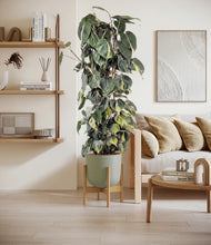 Load image into Gallery viewer, Sage Green stand:bamboo

