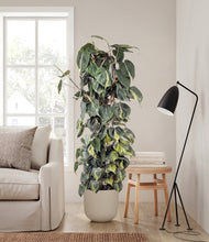 Load image into Gallery viewer, Natural Bamboo
