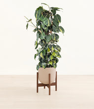 Load image into Gallery viewer, Sandy Pink stand:walnut
