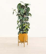 Load image into Gallery viewer, Sunset Orange stand:bamboo
