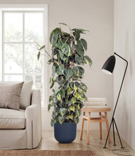 Load image into Gallery viewer, Sage Green stand:bamboo
