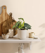 Load image into Gallery viewer, Natural Bamboo
