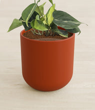 Load image into Gallery viewer, Earth Red stand:all
