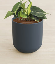 Load image into Gallery viewer, Iron Gray stand:all
